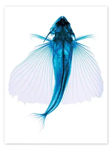 Flying fish, X-ray de D. Roberts Science Photo Library