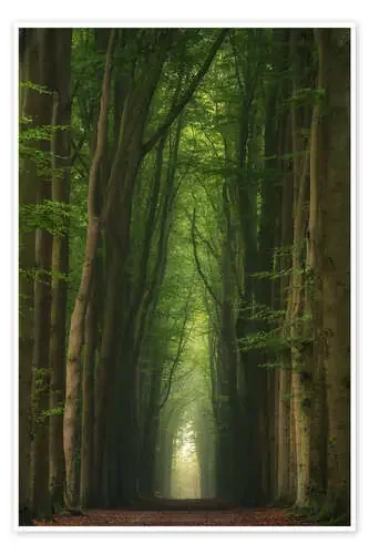 Foggy beech alley in a Dutch forest de Martin Podt