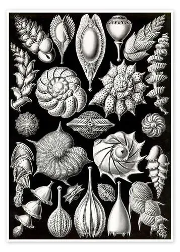 Foraminíferos, Thalamphora (Obras de arte de la naturaleza, 1899) de Ernst Haeckel Master Collection
