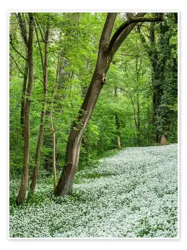 Forest during Spring with everything covered by Wild Garlic de Andreas Wonisch