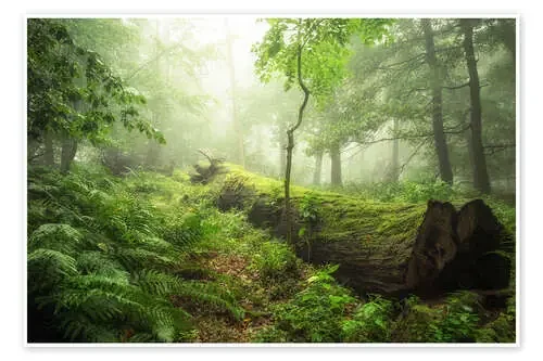 forest magic de Oliver Henze