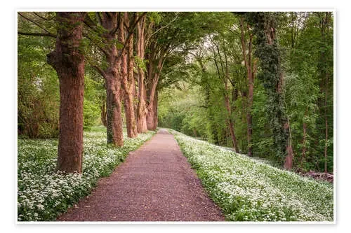 Forest path through wild garlic meadow de Dennis Fischer