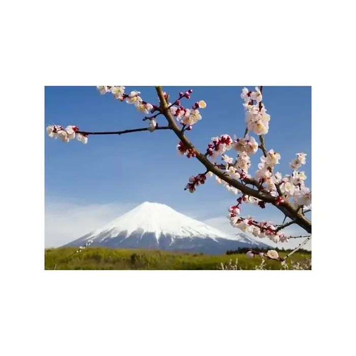 Fotomural ALMOND 8-006P