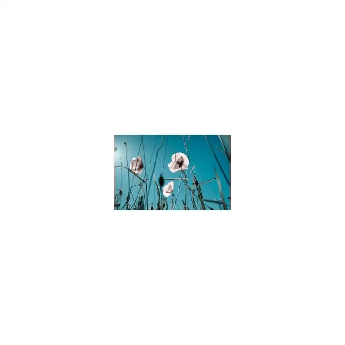 Fotomural Amapolas Blancas FFL002, 140cm. x 93.3cm., Vinilo Autoadhesivo Mate, Todo Color, Original, 0x0x0x0 cm.