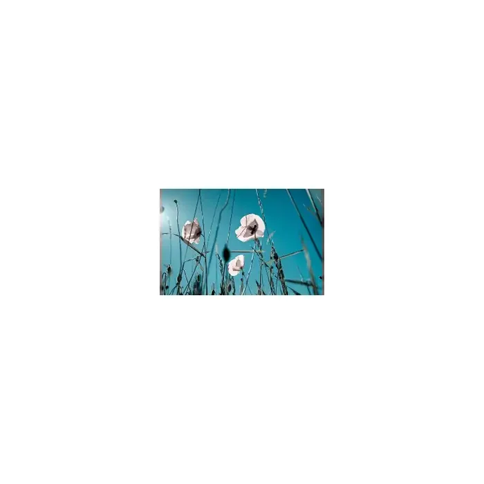 Fotomural Amapolas Blancas FFL002, 160cm. x 200cm., Vinilo Autoadhesivo Mate, Todo Color, Original, 0x0x0x0 cm.
