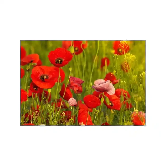 Fotomural Amapolas FFL008, 100cm. x 68cm., Vinilo Autoadhesivo Mate, Todo Color, Original, 0x0x0x0 cm.