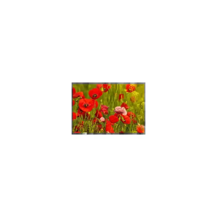 Fotomural Amapolas FFL008, 155cm. x 105.4cm., Vinilo Autoadhesivo Mate, Todo Color, Original, 0x0x0x0 cm.