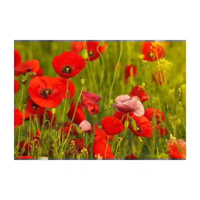 Fotomural Amapolas FFL008, 190cm. x 129.2cm., Vinilo Autoadhesivo Mate, Todo Color, Original, 0x0x0x0 cm.