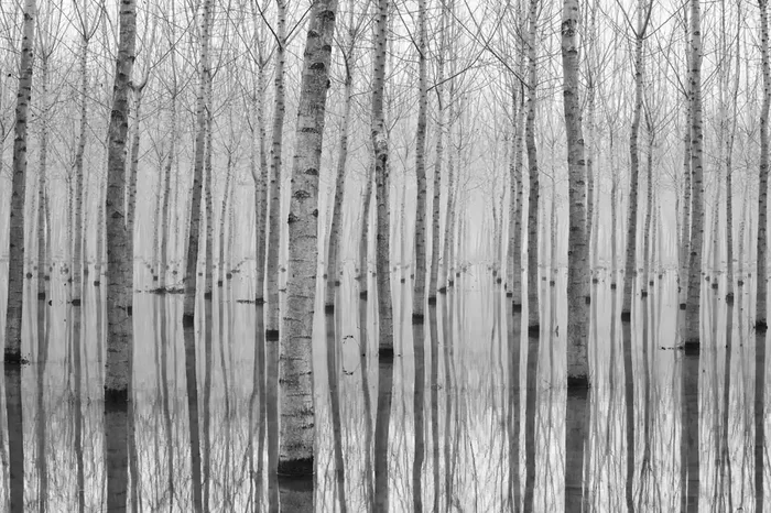 fotomural árboles gris de Sanders & Sanders – 601009