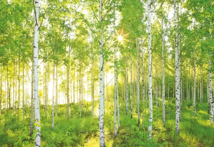 fotomural árboles verde de Komar – 610986