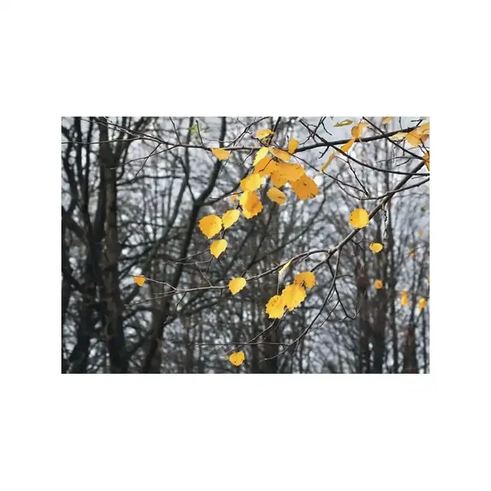 Fotomural AUTUMN LEAVES