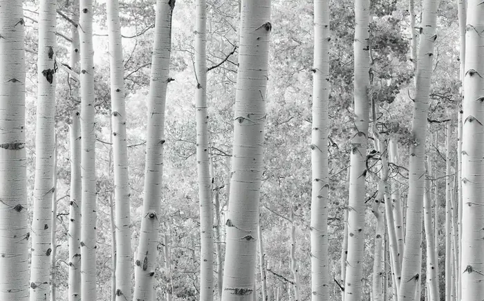 fotomural bosque blanco y negro de Sanders & Sanders – 612623