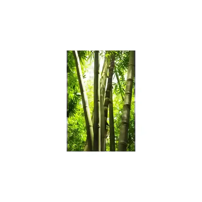 Fotomural Bosque de Bamb FNA005, 100cm. x 150cm., Vinilo Autoadhesivo Mate, Todo Color, Invertir, 0x0x0x0 cm.