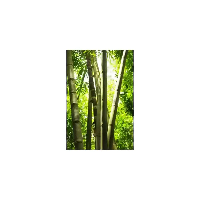 Fotomural Bosque de Bamb FNA005, 100cm. x 150cm., Vinilo Autoadhesivo Mate, Todo Color, Original, 0x0x0x0 cm.