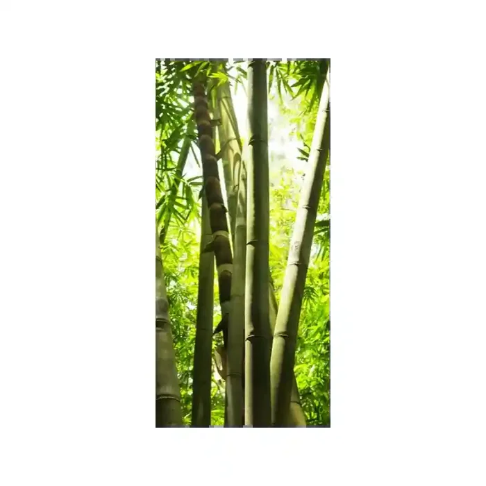 Fotomural Bosque de Bamb FNA005, 100cm. x 210cm., Vinilo Autoadhesivo Mate, Todo Color, Original, 14.2x0x14.2×0 cm.