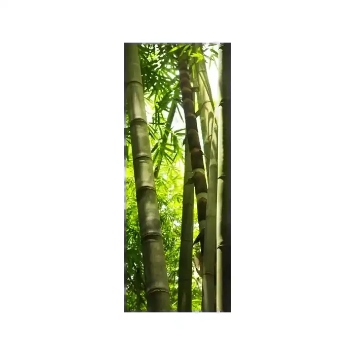 Fotomural Bosque de Bamb FNA005, 107cm. x 280cm., Vinilo Autoadhesivo Mate, Todo Color, Original, 0x0x45.51×0 cm.