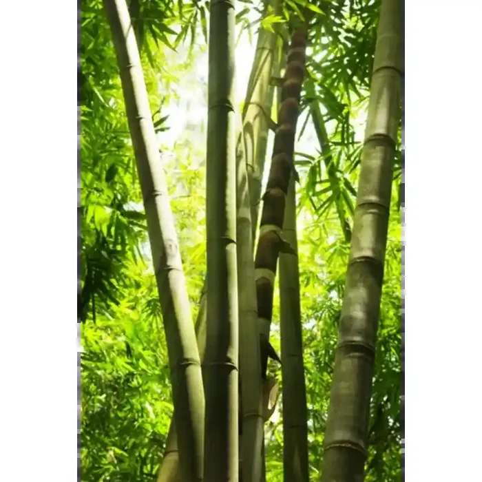 Fotomural Bosque de Bamb FNA005, 135cm. x 203cm., Vinilo Autoadhesivo Mate, Todo Color, Invertir, 0x0x0x0 cm.