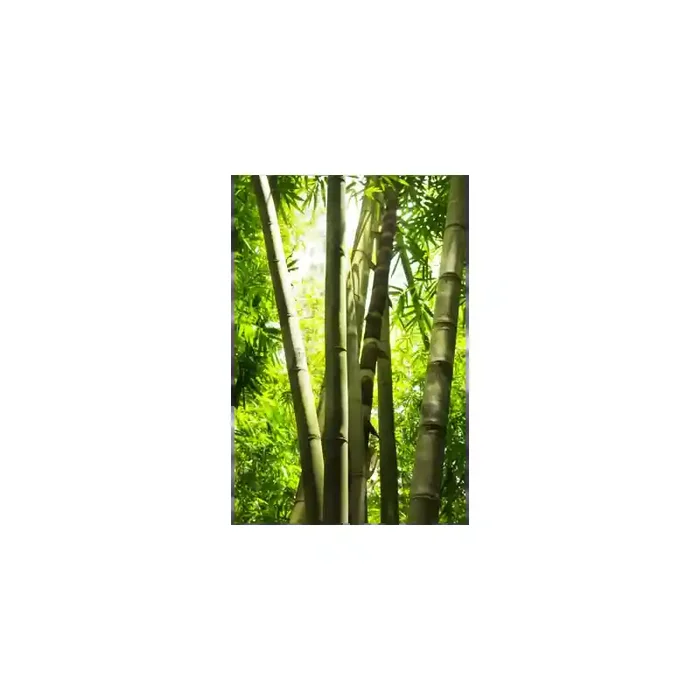 Fotomural Bosque de Bamb FNA005, 195cm. x 293.2cm., Vinilo Autoadhesivo Mate, Todo Color, Invertir, 0x0x0x0 cm.