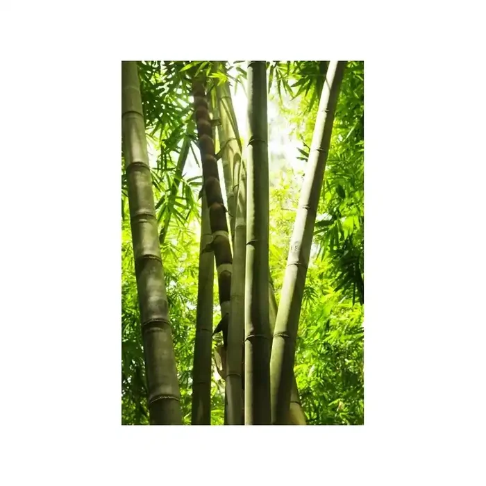 Fotomural Bosque de Bambú FNA005