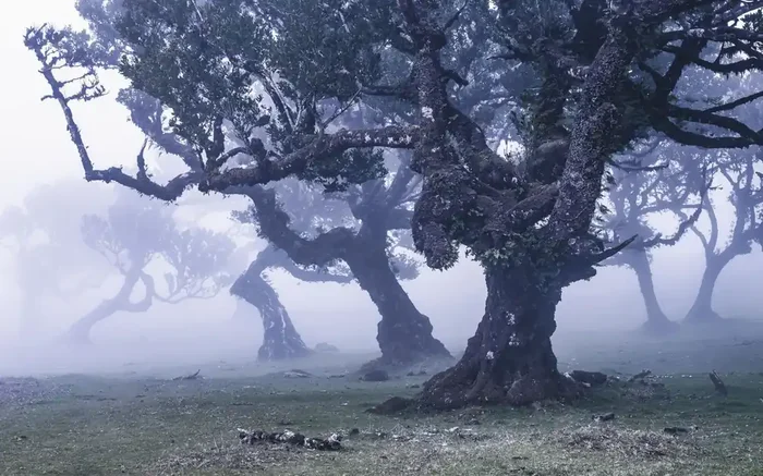 fotomural bosque de niebla azul de Sanders & Sanders – 612507