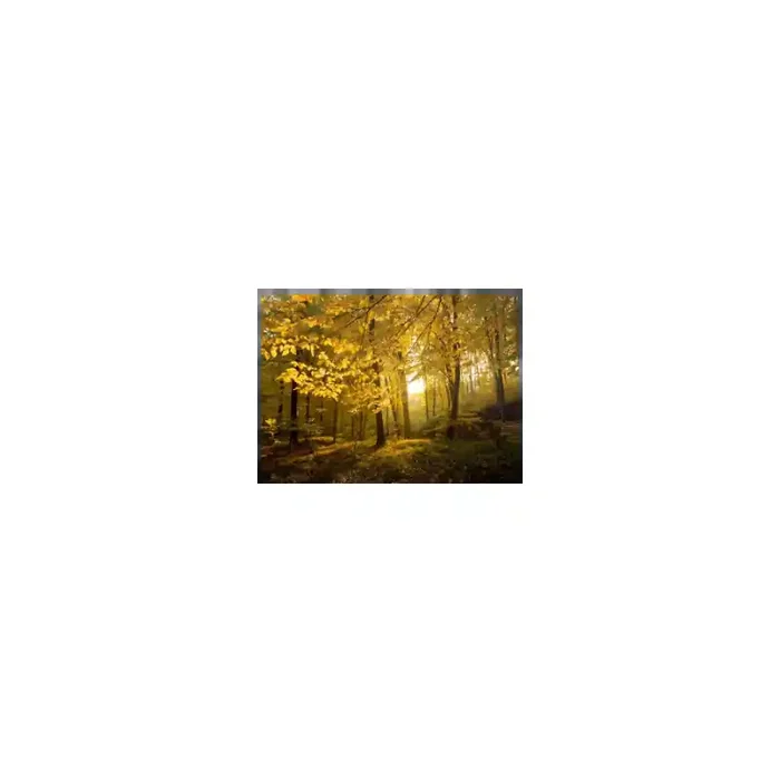 Fotomural Bosque en Otoo FNA010, 206cm. x 156cm., Vinilo Autoadhesivo Mate, Todo Color, Original, 0x0x0x0 cm.