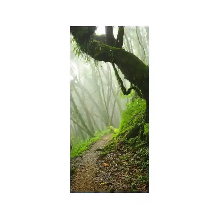 Fotomural Bosque Niebla FPR032, 110cm. x 233cm., Vinilo Autoadhesivo Mate, Todo Color, Original, 15.95x0x15.95×0 cm.