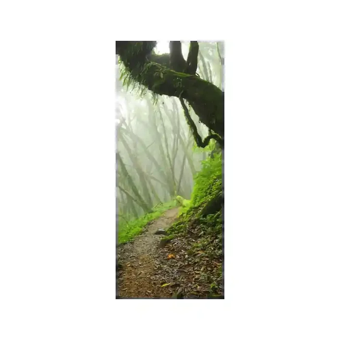 Fotomural Bosque Niebla FPR032, 110cm. x 270cm., Vinilo Autoadhesivo Mate, Todo Color, Original, 17.56x0x25.05×0 cm.