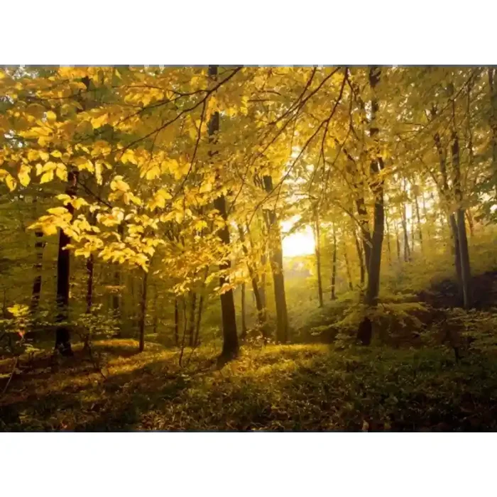 Fotomural Bosque no Outono FNA010, 195cm. x 142.3cm., Vinilo Autoadhesivo Mate, Todo Color, Original, 0x0x0x0 cm.