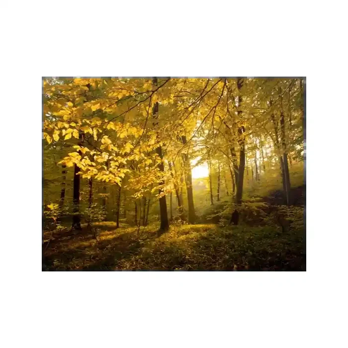 Fotomural Bosque no Outono FNA010, 300cm. x 220cm., Vinilo Autoadhesivo Mate, Todo Color, Original, 0.68x0x0.68×0 cm.