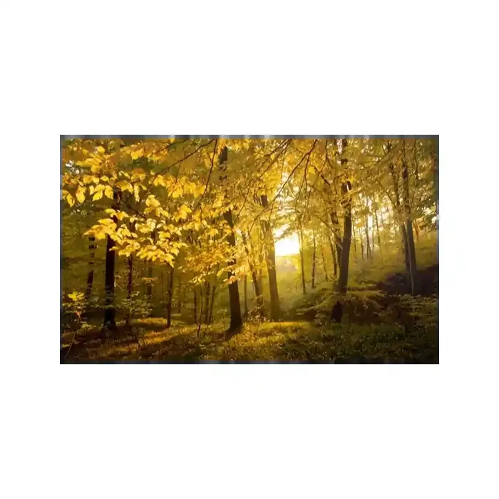 Fotomural Bosque no Outono FNA010, 410.959991cm. x 243cm., Vinilo Autoadhesivo Mate, Todo Color, Original, 0x28.5x0x28.5 cm.