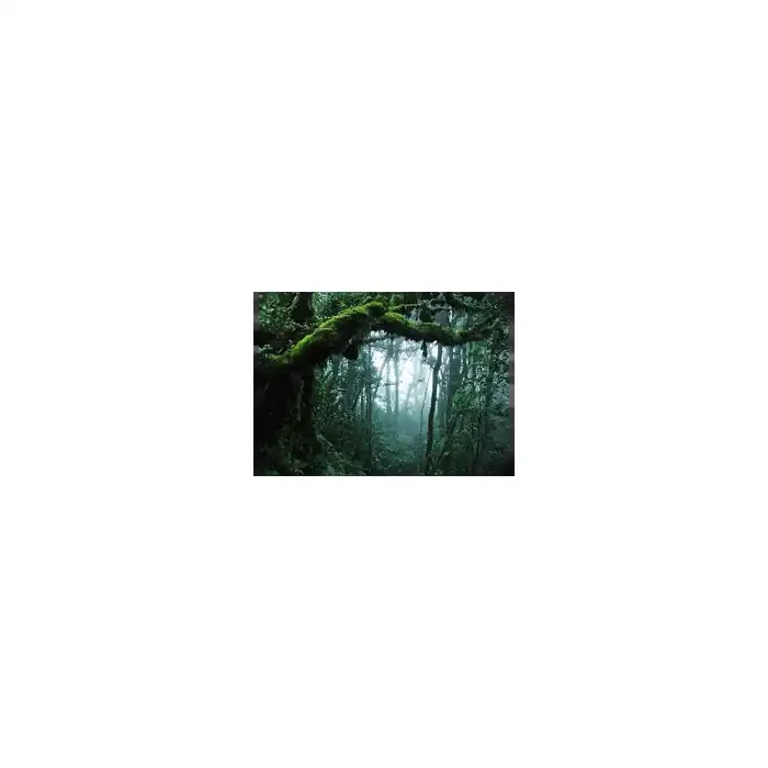 Fotomural Bosque Tropical FPR028, 100cm. x 73cm., Vinilo Autoadhesivo Mate, Todo Color, Original, 0x0x0x0 cm.