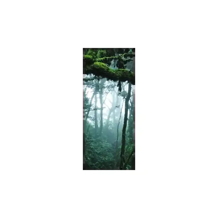 Fotomural Bosque Tropical FPR028, 110cm. x 270cm., Vinilo Autoadhesivo Mate, Todo Color, Original, 49.36x0x27.93×0 cm.