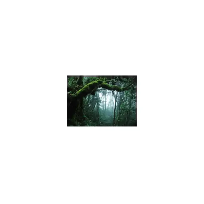 Fotomural Bosque Tropical FPR028, 135cm. x 115cm., Vinilo Autoadhesivo Mate, Todo Color, Original, 0x0x0x0 cm.
