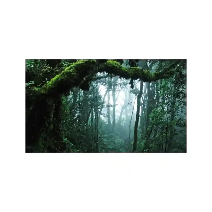 Fotomural Bosque Tropical FPR028, 245cm. x 142.3cm., Vinilo Autoadhesivo Mate, Todo Color, Original, 0x18.27x0x18.27 cm.