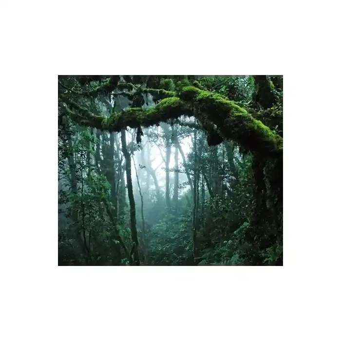 Fotomural Bosque Tropical FPR028, 292cm. x 242cm., Vinilo Autoadhesivo Mate, Todo Color, Invertir, 5.88x0x28.92×0 cm.