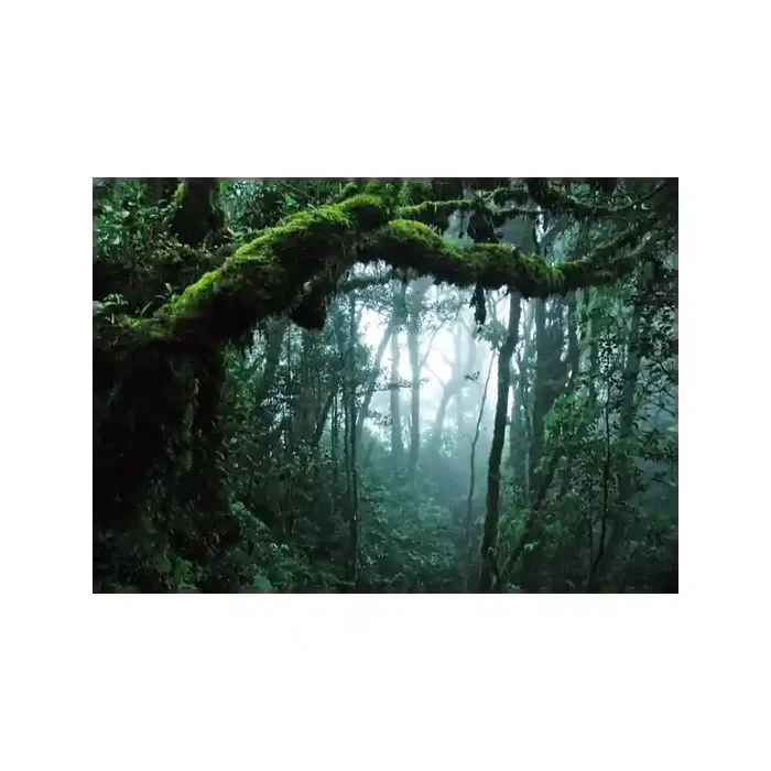 Fotomural Bosque Tropical FPR028, 340cm. x 240cm., Vinilo Autoadhesivo Mate, Todo Color, Original, 0x4.1x0x4.1 cm.