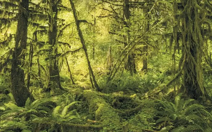 fotomural bosque verde de Sanders & Sanders – 612484