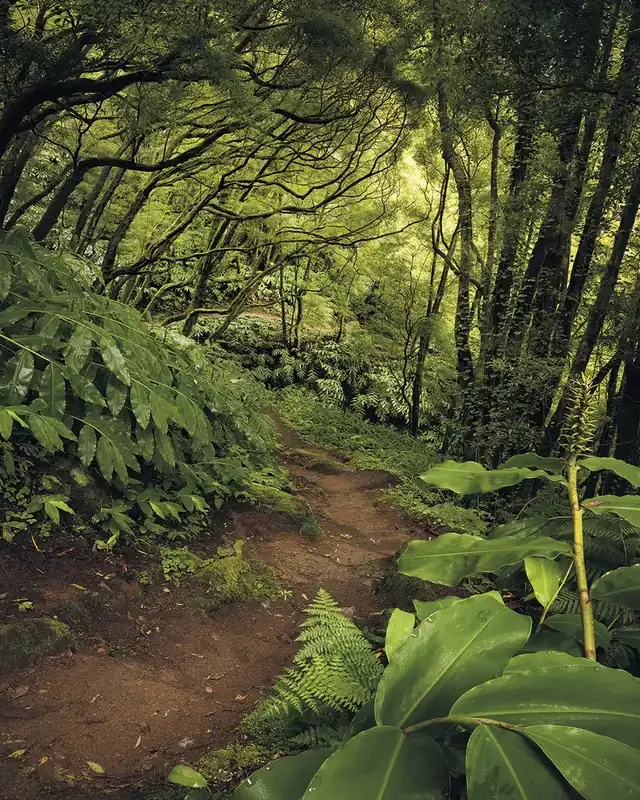 fotomural bosque verde de Sanders & Sanders – 612563