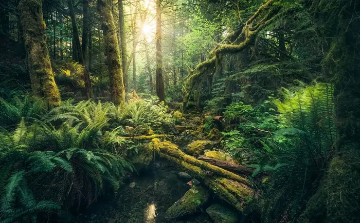 fotomural bosque verde de Sanders & Sanders – 612622