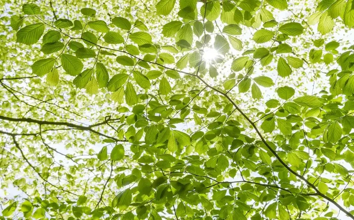 fotomural bosque verde de Sanders & Sanders – 612632