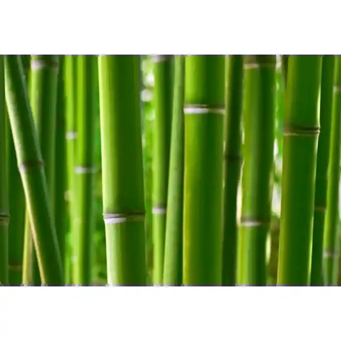 Fotomural Caas de Bamb FNA003, 320cm. x 213cm., Vinilo Autoadhesivo Mate, Todo Color, Original, 0x0x0x0 cm.