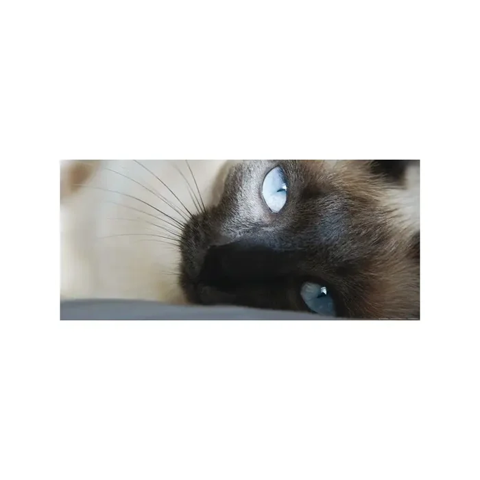 Fotomural CAT
