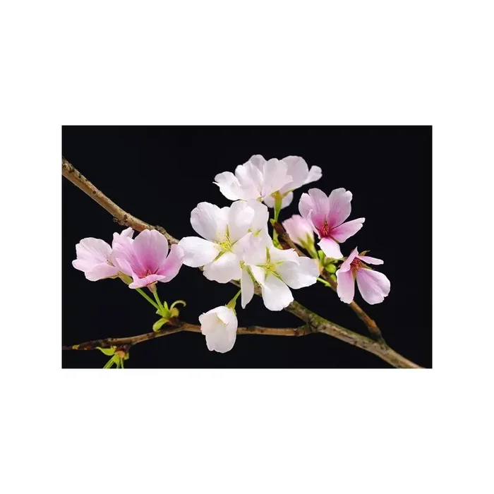 Fotomural CHERRY BLOSSOMS 627