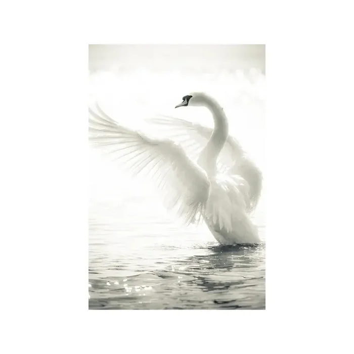 Fotomural Cisne FAN020