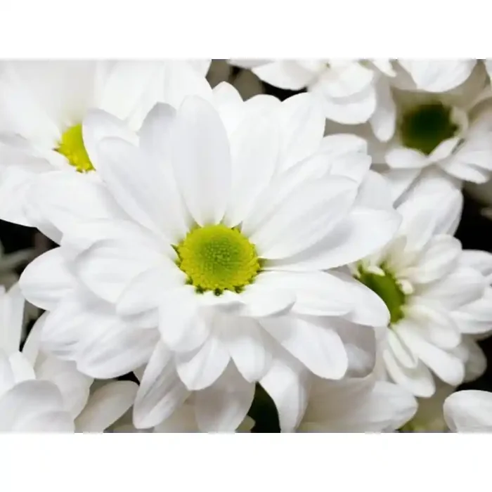 Fotomural Crisntemo FFL005, 100cm. x 75cm., Vinilo Autoadhesivo Mate, Todo Color, Original, 0x0x0x0 cm.
