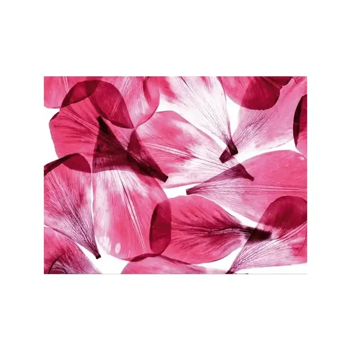Fotomural DARK RED PETALS BIG