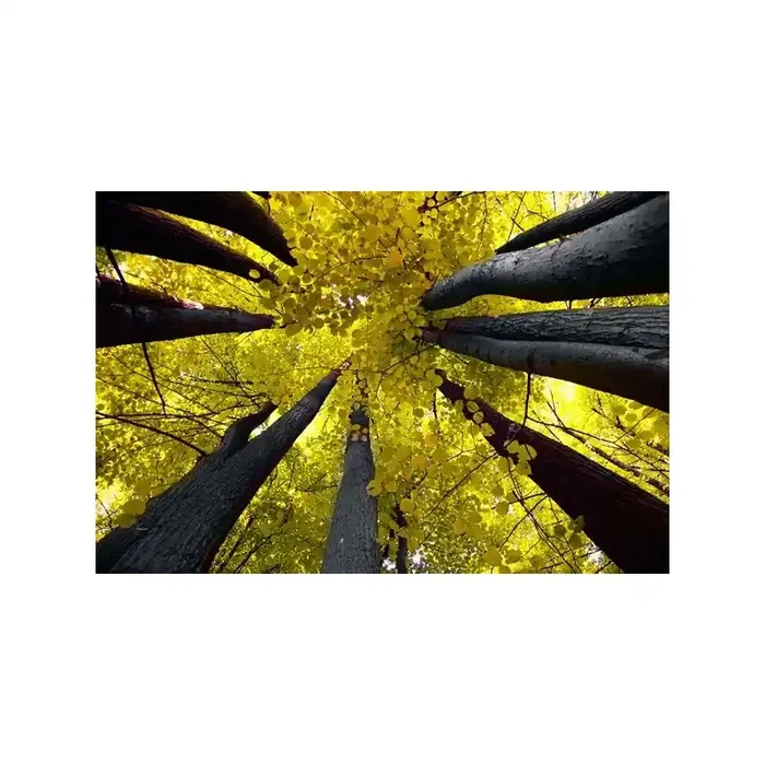 Fotomural Decorativo FV003