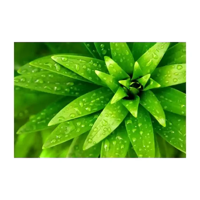 Fotomural Decorativo FV006, 100cm. x 67cm., Vinilo Autoadhesivo Mate, Todo Color, Original, 0x0x0x0 cm.