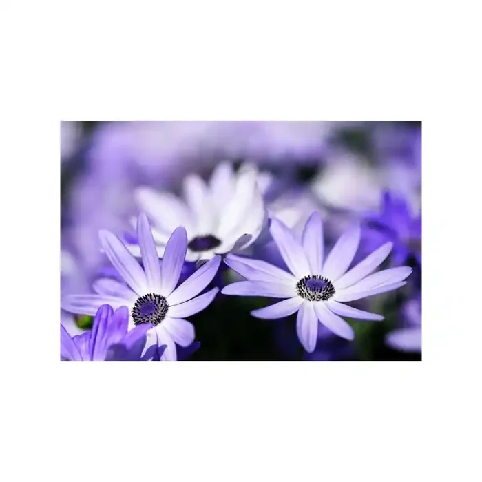 Fotomural Decorativo FV037