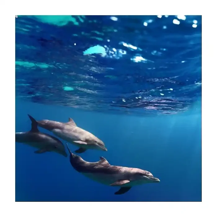 Fotomural Delfines FAN005, 100cm. x 100cm., Vinilo Autoadhesivo Mate, Todo Color, Original, 0x0x0x0 cm.